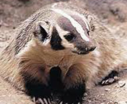 Badger