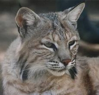 bobcats