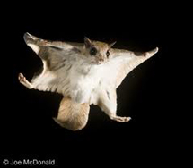 Flying Squirrel