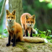 fox family