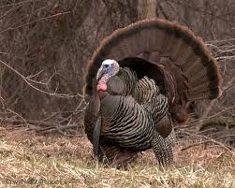 male turkey