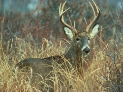 White Tailed Deer